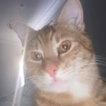 brodie - @brodieforde7 - Instagram