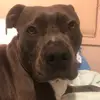 Doggo - @brodie.ford - TikTok