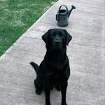 Brodie Gilbert - @_brodiethedog - Instagram