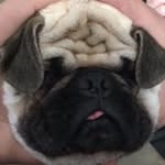 Brodie Gray - @brodie_the_pug - Instagram
