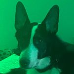 Brodie Larson - @battlehammer15 - Instagram