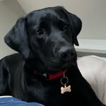 Brodie Long - @brodiethelabbie - Instagram