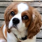Brodie Long - @brodie_the_cockalier_ - Instagram