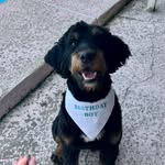 Brodie Mack Cochran 🐶 - @brodadoodle - Instagram