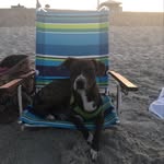 Brodie Mann - @brodiethebrindlepup - Instagram