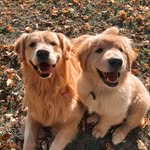 Brodie & Murphy - @yycgoldenboys - Instagram