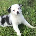 Brodie Ray - @brodie_tha_dawg - Instagram