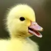 brodieschultz - @brodieschultz - TikTok