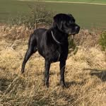 Brodie Scott - @brodie_the_blacklab10 - Instagram