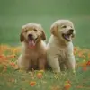 Brodie Scott - @brodie.scott3 - TikTok