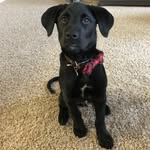 Brodie “The Lab” Shaffer - @sofetchbrodie - Instagram