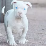 Brodrick Curry - @brodrickcurry - Instagram