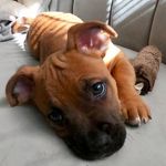 Brody - @brody_the_beach_boy - Instagram