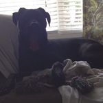 Brody - @brody_the_beach_dog1_ - Instagram