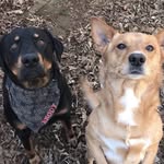 Brody & Bo Beaver - @_beaverboys - Instagram