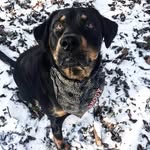 Brody Diesel Beaver - @brody_diesel - Instagram