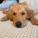 Brody Bell - @barkitlikebrody - Instagram