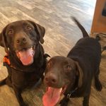 Brody & Blake 🐾 - @theadventuresofbrodyandblake - Instagram