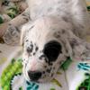 Brody Blake - @oreothedog01 - TikTok