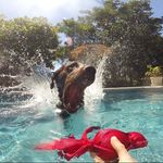 Brody • Blake • Moxy - @cosentinopups - Instagram