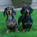 Two Dachshunds 🐾 - @brody.blake - Instagram