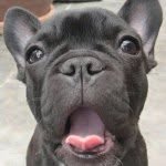 Brody Bowman - @brodybowman_the_frenchie - Instagram