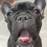 Brody Bowman - @brody_the_frenchshark - Instagram