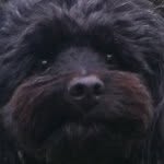 Brody Brooks - @brody_theblackblob - Instagram