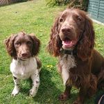 🐾 B R U C E  &  B R O D Y 🐾 - @bruceandbrodyspaniels - Instagram