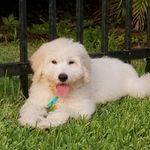 Brody - @brodybruce2020 - Instagram