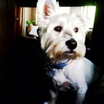 Brody Bruce the Westie - @brodybrucethewestie - Instagram