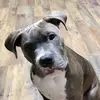 Brody,Bruce,Bruno - @aiden28281 - TikTok