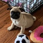 Bruce - @bruce_brody_broski - Instagram