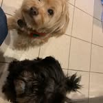 Chief Brody & Bruce - @brother_dogs_getz - Instagram