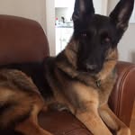 Brody Buck🐾 - @bedo_gsd - Instagram