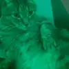 Brody Cameron - @brody.cameron70 - TikTok