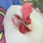 Brody Cates - @brody_and_the_coop - Instagram