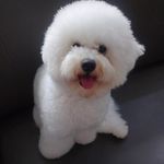 @brody_cloudy_bichon - Instagram