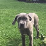 Brody The  Puppy - @brody_lynn___ - Instagram