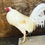Brody Shields - @brody_oegb_gamefowl - Instagram