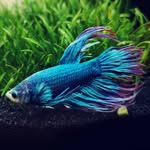 Bronco - @broncotheprawnhunter - Instagram
