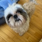Bronco Hunter - @broncosaurus_rex_shih_tzu - Instagram