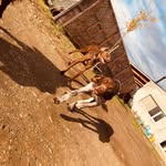Hunter & Bronco - @hunter.bronco - Instagram