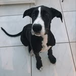 Bronson Baker - @bronsonbthedane - Instagram