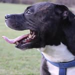 Bronson Baker - @staffybronson - Instagram