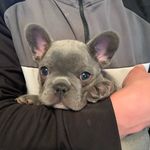 Bronson Burke🐶 - @bronsybulldog_ - Instagram