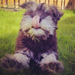 Bronte ⚡& Murdo 🐾 - @brontesaurus_morris - Instagram