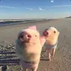 bella.bronwyn - @bella.bronwyn - TikTok