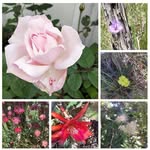 Bronwyn Bell - @rollovergutters - Instagram