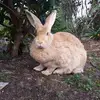 Bonnie - @bronwynjohnstone0 - TikTok